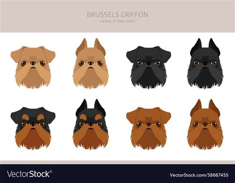 Brussels Griffon Color Vector Free Preview Clipart Png Images