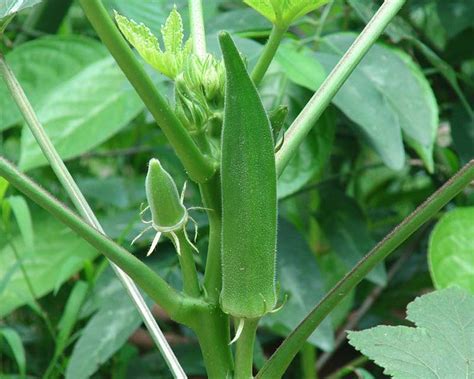 Abelmoschus Esculentus Gardensonline