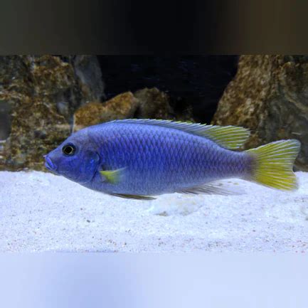 Acei Cichlid Tropical Live Fish Store