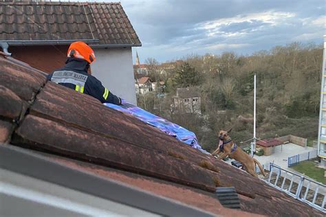 Rheinland Pfalz Feuerwehr Rettet Hund In Letzter Sekunde Vom Dach