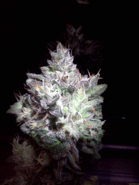 Strain Gallery Bubba Kush Green House Seeds Pic 25101148732168998