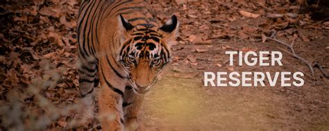 Tiger Reserves In India Indiamap