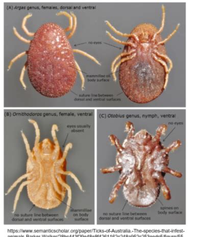 15 Arthropoda Argasidae Mesostigmata Astigmata Prostigmata