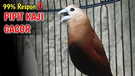 Suara Kicau Burung Pipit Emprit Peking Bondol Kaji Gacor Isian Kenari