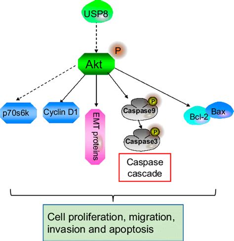 The Model Of USP8 In The Progression Of Cholangiocarcinoma Cells