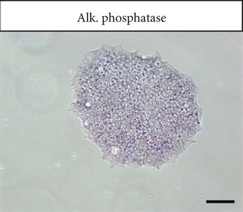 Derivation And Characterization Of Ipscs From Human Mgcs A B