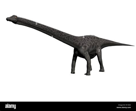 Diplodocus Dinosaur Fotografías E Imágenes De Alta Resolución Alamy