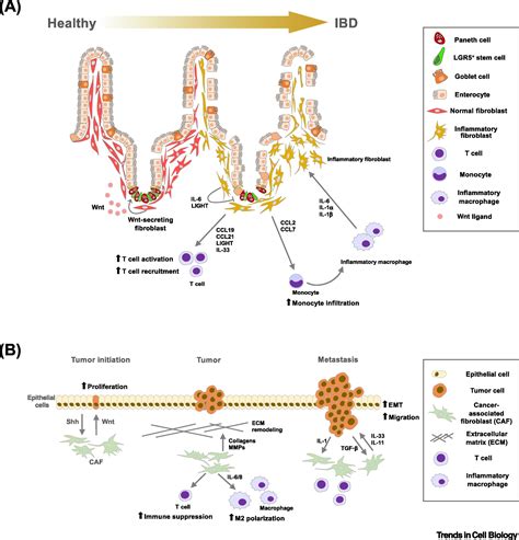 Mesenchymal Niches For Digestive Organ Development Homeostasis And Disease Trends In Cell Biology