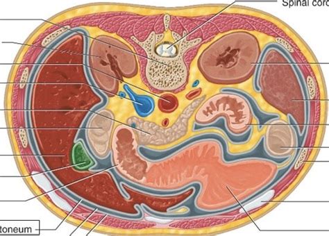 Transverse Section Through The Abdomen Unit 1 Diagram Quizlet