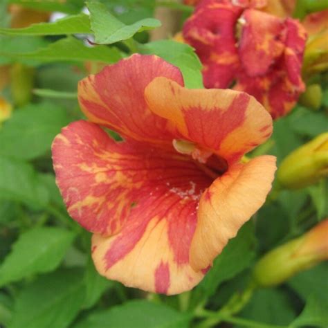 Campsis Radicans Orangeade Baumschule Frank