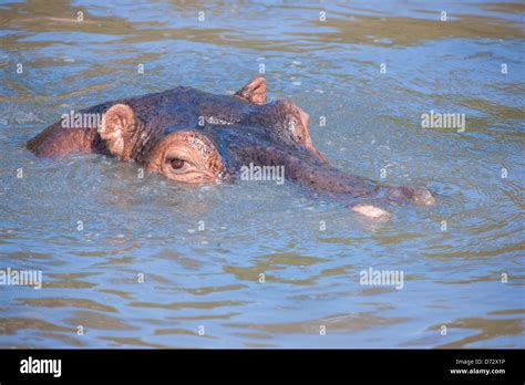 Hippo swimming in river, semi-submerged Stock Photo - Alamy