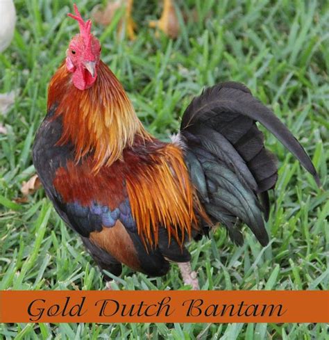 Gold Dutch Bantam Homestead Chickens Chicken Breeds Raising Chickens