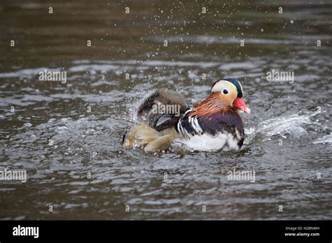 Mandarin duck bathing Stock Photo - Alamy