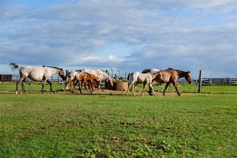 Image of Herd of horses on appaloosa stud farm - Austockphoto