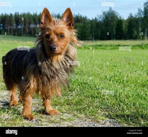 Australian Terrier Hi Res Stock Photography And Images Alamy