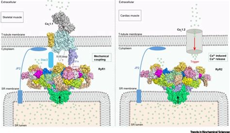 Structural Basis For The Modulation Of Ryanodine Receptors Trends In