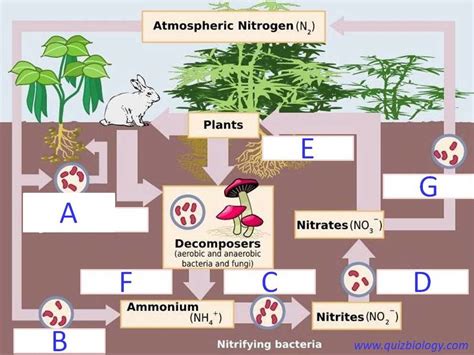 Nitrogen Cycle Part 2 Diagram | Quizlet