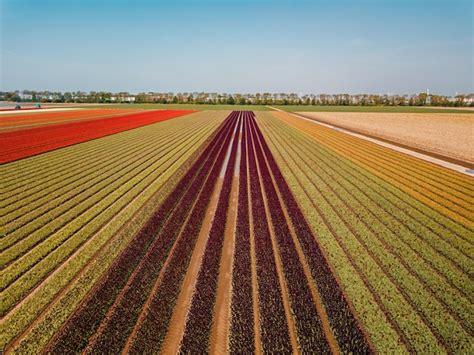 Premium Photo | Aerial drone view of the tulip fields in the netherlands