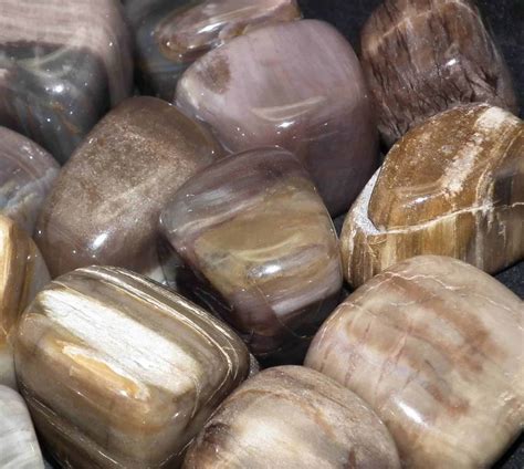 Tumbled Petrified Wood Buy Petrified Wood Tumblestones Online Uk