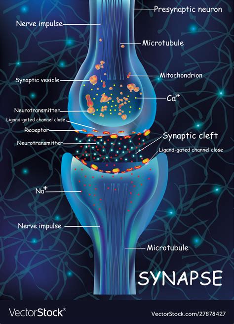 Anatomy Synapse Cells Transmission Signal Vector Image