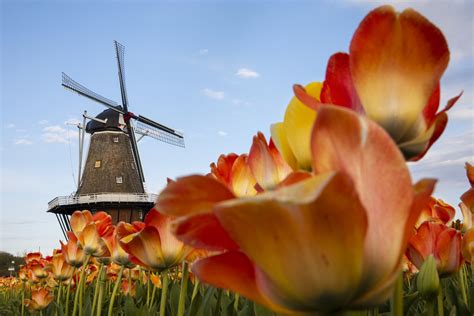 Tulip Gardens In Holland Mi | Fasci Garden