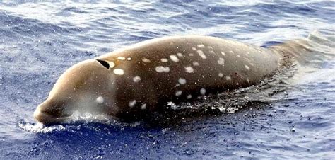 Cuvier’s Beaked Whale – "OCEAN TREASURES" Memorial Library