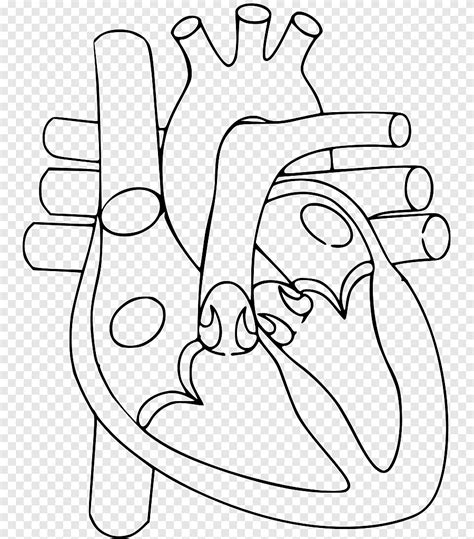 Corazón cuerpo humano anatomía diagrama sistema circulatorio, corazón ...