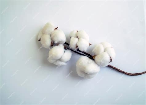 Premium Photo | Cotton on a white background