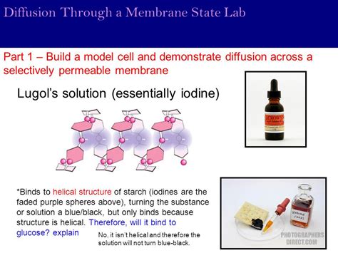 Lab Diffusion Through A Membrane