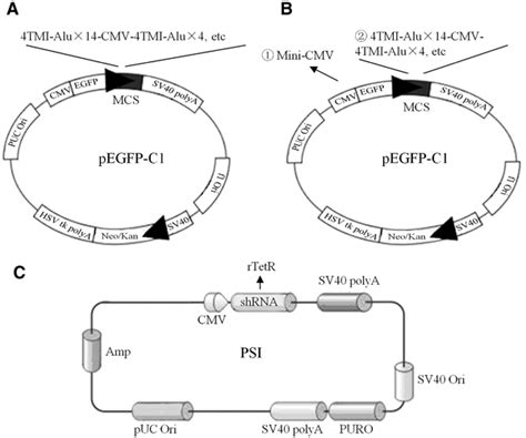 Sketch Map Of Expression Vectors A The Sketch Map Of Pegfp C1 Derived