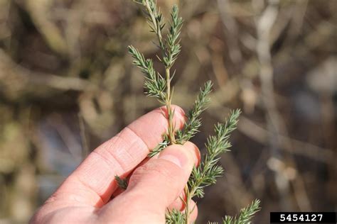 Chinese Juniper Juniperus Chinensis L