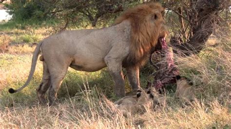 Lion Cubs Feeding Stock Video Footage | Royalty Free Lion Cubs Feeding ...