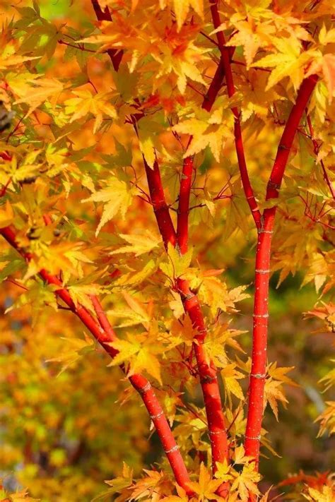 Acer Palmatum Sangokaku Kopen Tuinplantenonline Nl