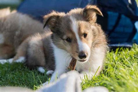 Are Male Or Female Shetland Sheepdogs Easier To Train Embora Pets