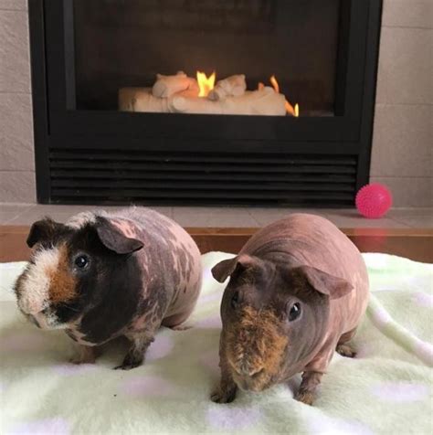 Naked Guinea Pigs Have Snacks For Every Occasion