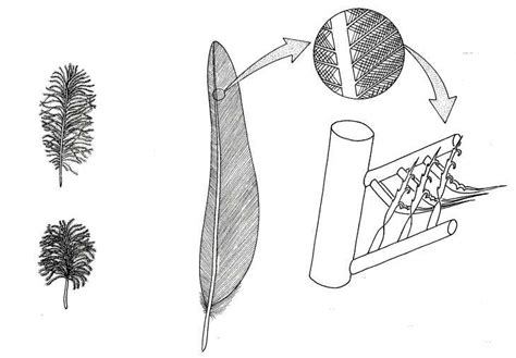 Biological drawings. Birds. Feather Structure. Biology teaching ...