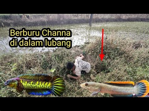 Gak Nyangka Spot Kayak Begini Jadi Sarang Ikan Channa Youtube