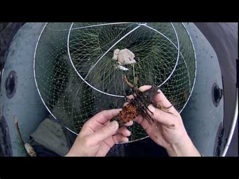 Испытание приманки. Раколовки. Продажа раколовок. Браконьеры. Poachers ...