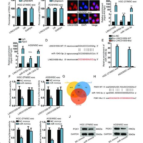 Linc Served As An Oncogene In Gc Cells A The Expression Of