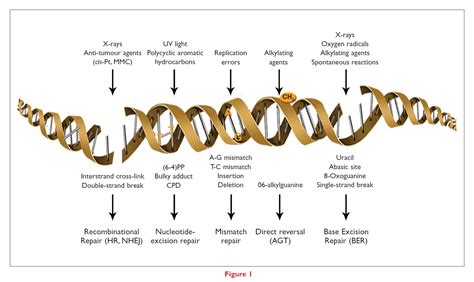 Dna Damage And Repair