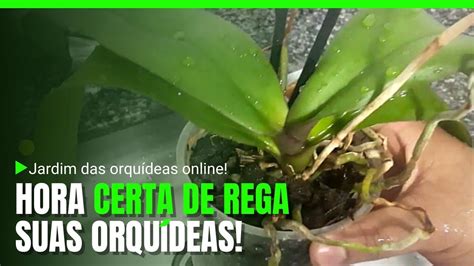 Como Rega A Orquidea Descubra A Hora Certa De Regar Sua Orquidea Sem