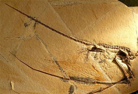 Pterosaur Net :: Famous Fossils