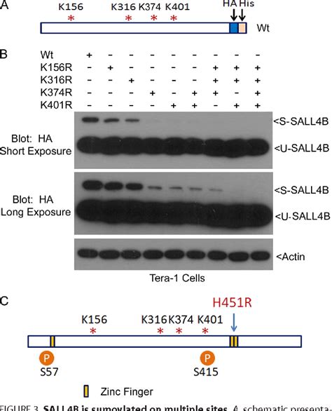 Figure 3 From Sumoylation Is Important For Stability Subcellular