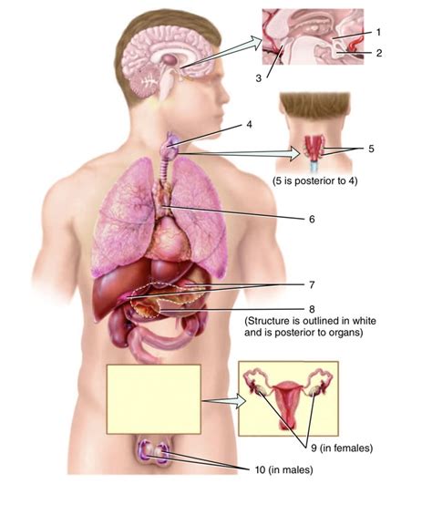 Major Endocrine Glands Diagram Quizlet