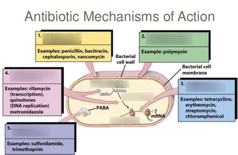 Lästig Hüfte Boss mechanism of action example Verschiebung Intim Fahrkarte