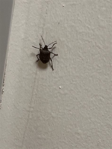 What’s this they are all over my house : r/bugidentification