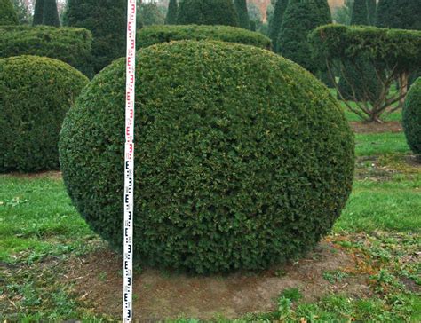 Taxus Baccata Eibe Als Kugel Xv H Cm Inkl Versand Der