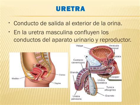 El Aparato Genitourinario Ppt