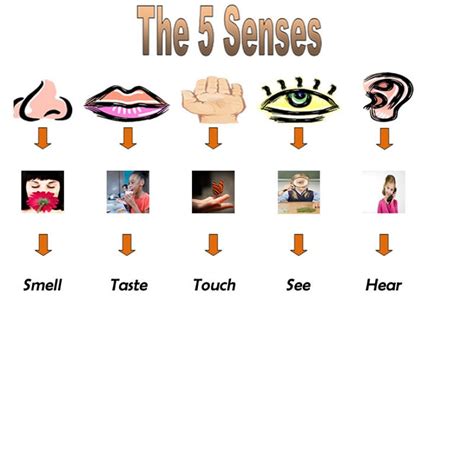 Five Senses Clipart - ClipArt Best