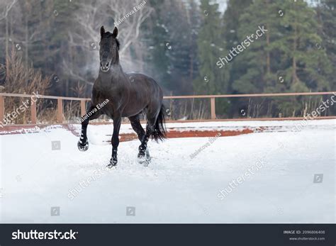 Black Horse Running In Snow